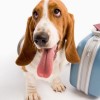 PARA LOS MUY VIAJEROS MEJOR PERROS PEQUEÑOS