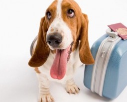PARA LOS MUY VIAJEROS MEJOR PERROS PEQUEÑOS